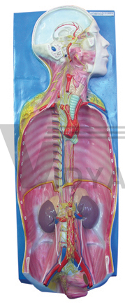 The dissection model of autonomic nervous